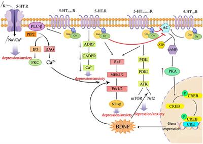 Latest updates on the serotonergic system in depression and anxiety